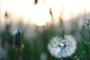 Dandelion meadow photographed in backlight