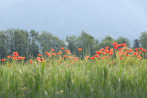 Green wheat field with poppies