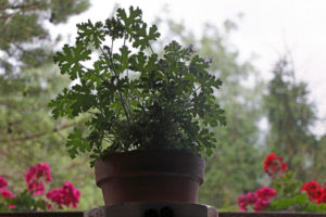 Flowerpot with Scented Pelargonium