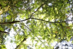 Silver fir in the summer