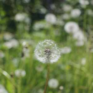 Single dandelions