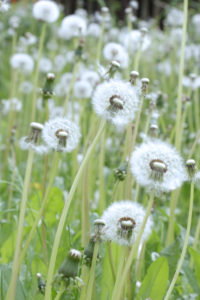 field of dandelions