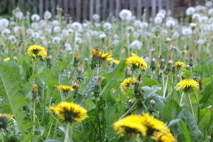 Common dandelion in flower and in seed stand