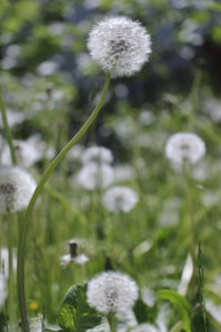 Blowball in soft light
