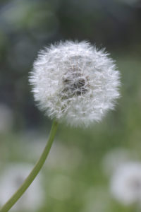 Blowball in soft light