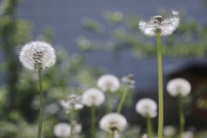 Blowball in soft light