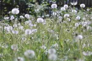 Blowball in soft light
