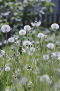 Blowball in soft light