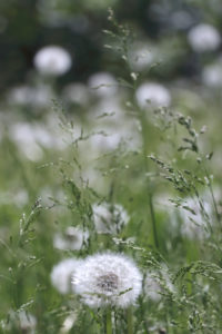 Blowball in soft light