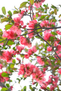 Sea of red flowers