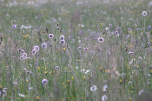 Summer meadow in purple