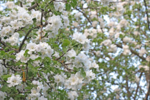 Snow-white apple blossom