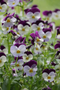 Plant of remembrance
