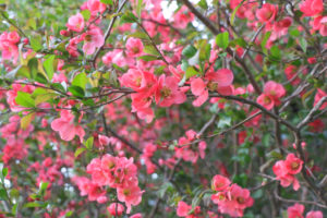 Sea of red flowers