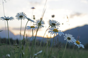 Field with daisies, photographed in the evening light