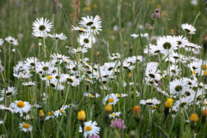 Field with daisies, photographed in the evening light