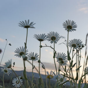 Field with daisies, photographed in the evening light