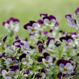 Plant of remembrance