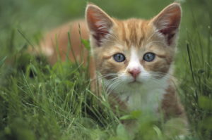 Bildagentur Mauritius Images Iceland Lava Field Leirhnjukur