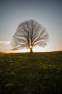 Sunset behind single tree Sunset behind single tree