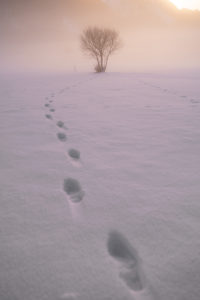 Footprints in the snow Footprints in the snow