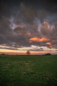 Single tree, sunset Single tree, sunset