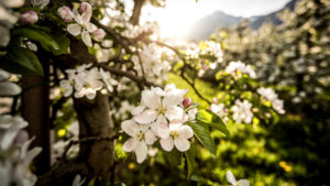 Apfelblüte, Malus domesticus, im Gegenlicht mit Unschärfe Apfelblüte, Malus domesticus, im Gegenlicht mit Unschärfe