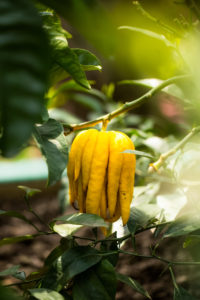 Buddha Frucht, Buddhas Hand, Zitronenbaum Buddha Frucht, Buddhas Hand, Zitronenbaum