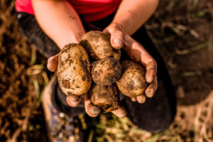 Teenage girl holding freshly harvested potatoes in hand Teenage girl holding freshly harvested potatoes in hand