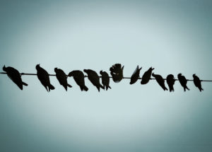 Silhouettes of pigeons perched on a cable Silhouettes of pigeons perched on a cable