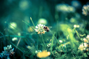 Bee on a flower of clover, flower meadow Bee on a flower of clover, flower meadow
