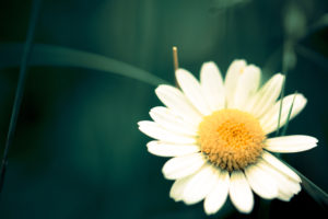 Marguerite flower with blades of grass Marguerite flower with blades of grass