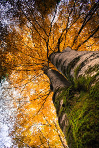 Beech tree, golden yellow autumn leaves, worm's eye view Beech tree, golden yellow autumn leaves, worm's eye view