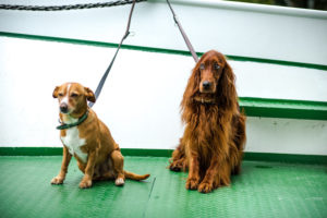 Leashed dogs on a ferry Leashed dogs on a ferry