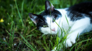 Young black and white cat, lying in a meadow, curious, facing camera Young black and white cat, lying in a meadow, curious, facing camera
