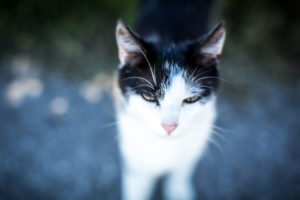 Young black and white cat, portrait, blur Young black and white cat, portrait, blur