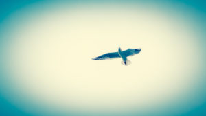 Seagull, flying in the air Seagull, flying in the air