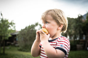 Toddler, two-year-old with red and white striped tee, eating an apple Toddler, two-year-old with red and white striped tee, eating an apple