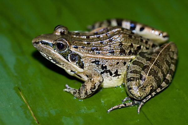 Bildagentur Mauritius Images Leopardenfrosch Rana Pipiens