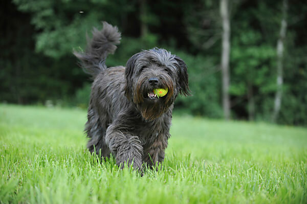 Bildagentur Mauritius Images Liegender Briard 2