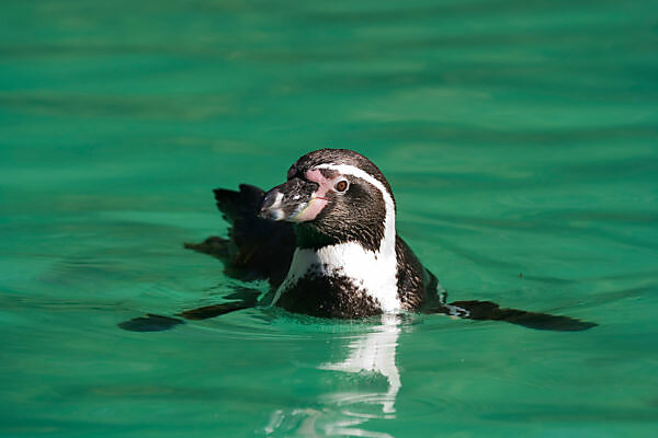 Tauchender Pinguin