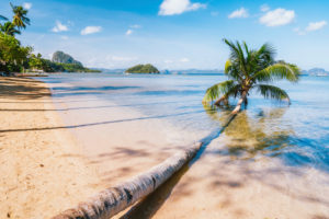 Fallen palm tree on sandy corong beach, El Nido, Palawan, Philippines. Fallen palm tree on sandy corong beach, El Nido, Palawan, Philippines.