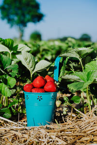 Blue bucket full of fresh pick juicy strawberries on a field on sunny day. Green foliage leaves in background. Vertical orientation