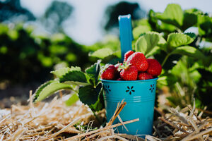 Fresh picked ripe delicious strawberries in a blue metall bucket near green foliage.
