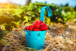 Blue bucket with fresh pick strawberries on a field. Day sunny light beams and flares in frame.