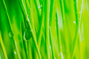 Bright fresh vibrant spring green grass close-up with some rain drops under bright warm sun light.