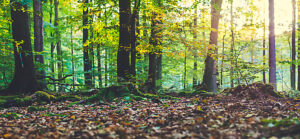 Golden autumn scene in a forest. Evening bright sun rays coming through the tree yellow leaves. Roots covered by the moss.