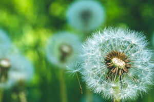 Dandelions blowball head under sun flares are ready to start seeds downwind.