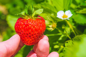 Holding a perfect fresh plucked strawberry over green leaves and further blossom.