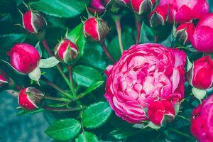 Bouquet of centifolia rose with foliage. Natural flower. Soft focus. Copy space. Free place for text. One blossoming red rose. Open rose for card.